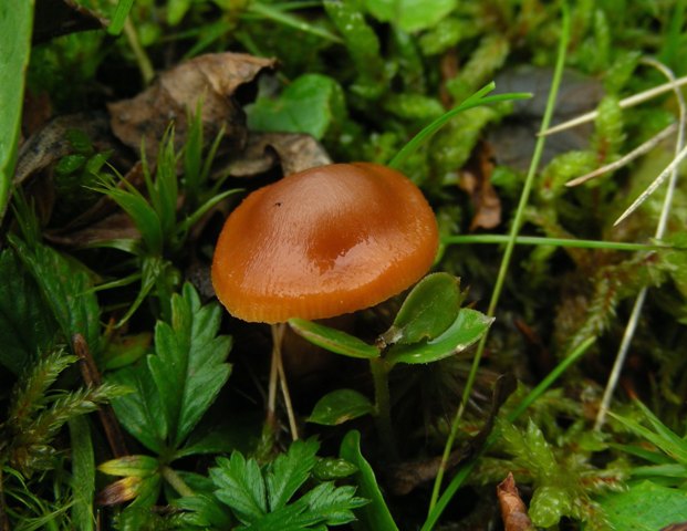 Escursione a 1500/1800,tanti funghi